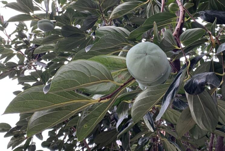 佳茵益生菌的副作用有那些?千萬不要用佳茵了