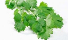 今天是世界討厭香菜日,為什么有人討厭吃香菜?