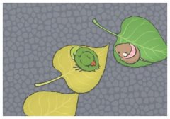 江蘇爸媽生出混血娃娃,肝郁調(diào)經(jīng)膏效果怎樣?